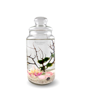 Charm series with coral theme