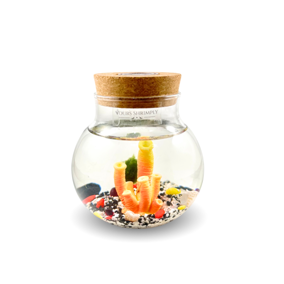 Mini series with coral theme